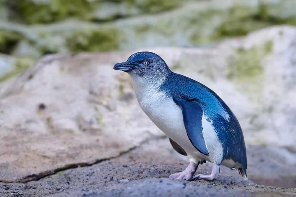 Il piccolo pinguino (Eudyptula minor) è una specie di pinguino della Nuova Zelanda.  Sono comunemente conosciuti come piccoli pinguini blu o pinguini blu per via del loro piumaggio blu ardesia.