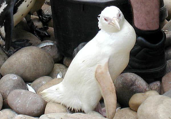 Snowdrop, un pinguino africano albino, nato allo zoo di Bristol, Bristol, Inghilterra.  Nessun altro zoo al mondo ospita un pinguino albino e solo due o tre sono stati segnalati in natura.  Il custode ha detto che gli altri pinguini africani sembravano ignari del colore speciale di Bucaneve.  Snowdrop è morto nell'agosto 2004.