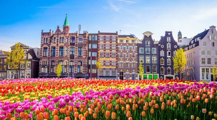 Vecchi edifici e tulipani tradizionali ad Amsterdam, Paesi Bassi