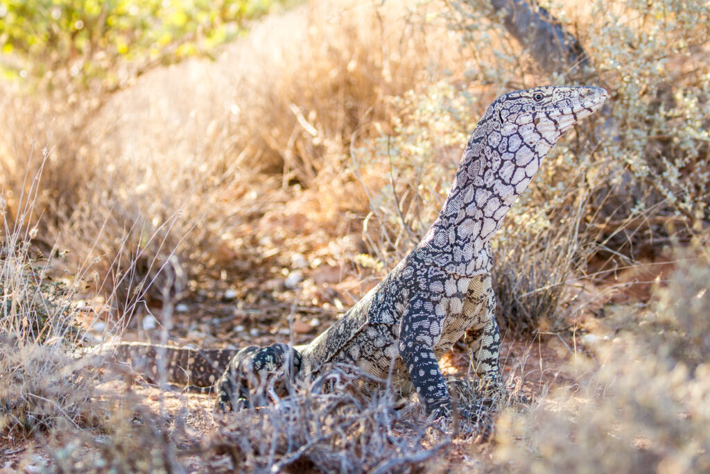 Lucertola Perentie