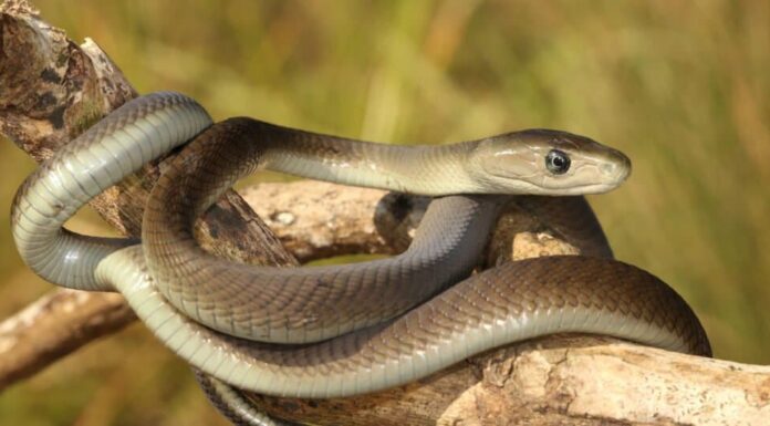 mamba nero giovanile su un ramo di albero