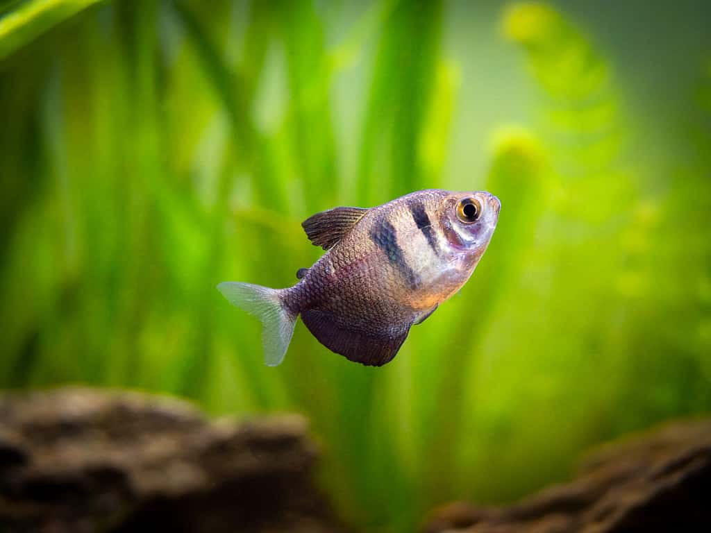 Gonna nera Tetra (Gymnocorymbus ternetzi) in un acquario