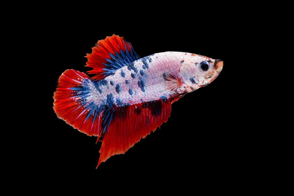 Momento toccante del pesce combattente siamese, Betta splendens (Plakat Thai), una specie popolare di pesce d'acqua dolce da acquario, isolato su sfondo nero.