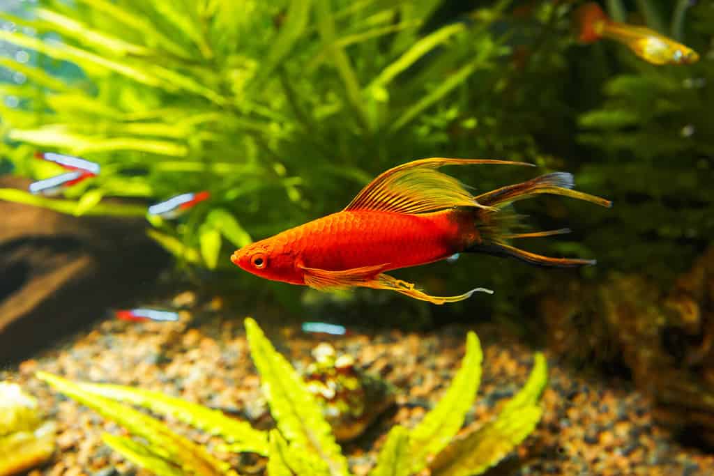 coda di spada dell'acquario di pesci, pesce guardiamarina.