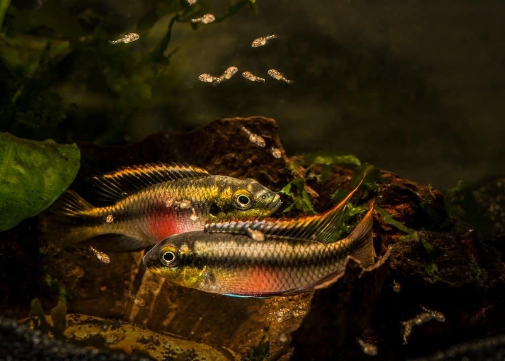 Coppia di ciclidi - Kribensis Pelvicachromis pulcher che custodiscono gli avannotti