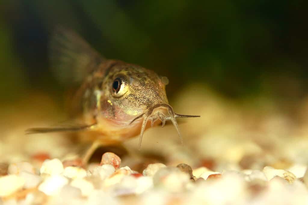 Piccolo pesce gatto.  Pesce gatto Cory.  Pesce gatto Corydoras.  Pesce gatto Cory pepato.  Primo piano frontale di Corydoras paleatus con sfondo naturale sfocato.