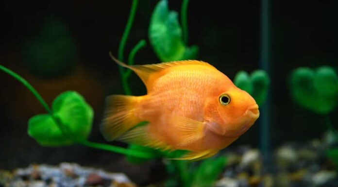 Pesce pappagallo arancione nell'acquario.  (Ciclidi pappagallo rosso)