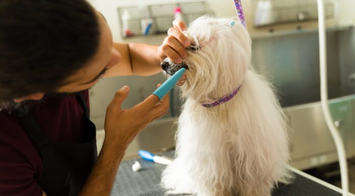 Un lavoratore pulisce e controlla i denti di un bellissimo cane maltese dopo una sessione di toelettatura presso la spa per animali domestici