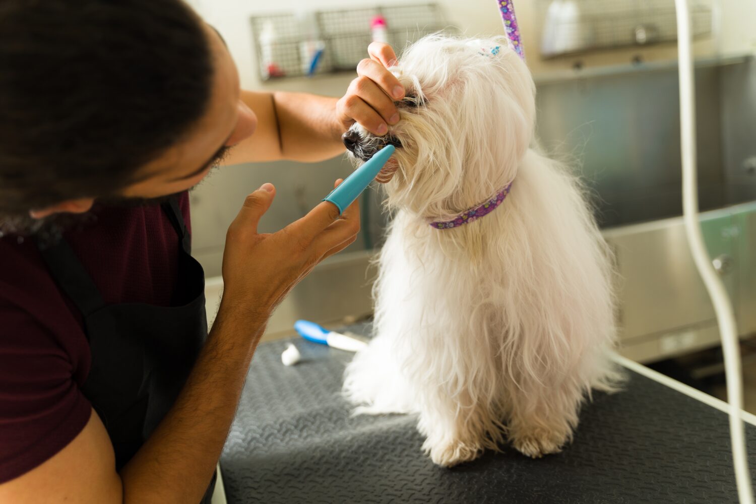 Un lavoratore pulisce e controlla i denti di un bellissimo cane maltese dopo una sessione di toelettatura presso la spa per animali domestici