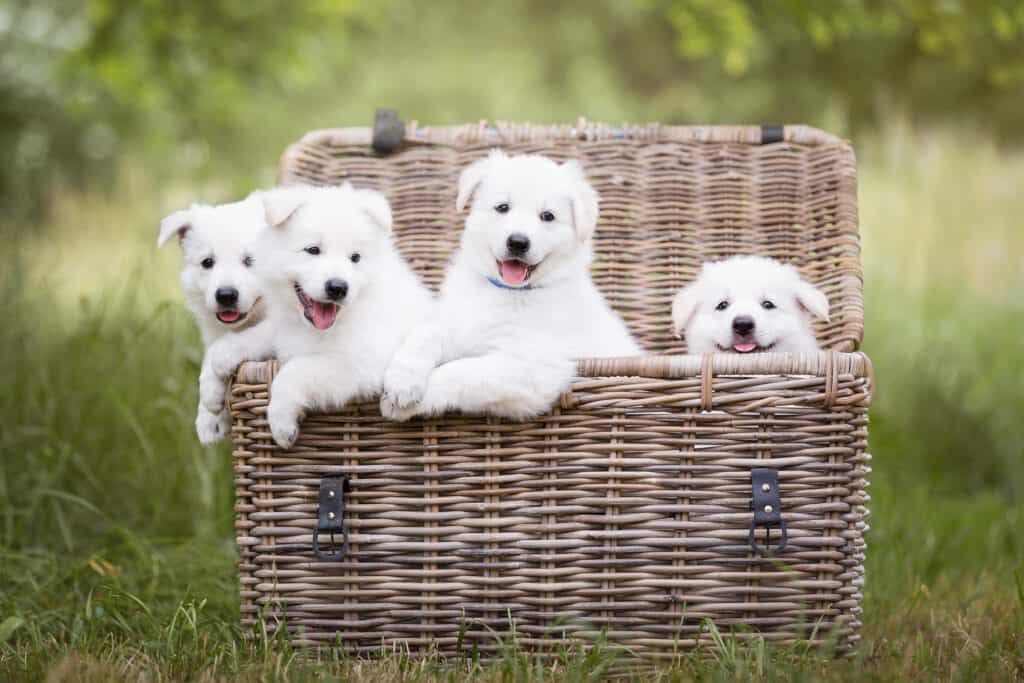 Quattro cuccioli di Berger Blanc Suisse in un cestino in un campo