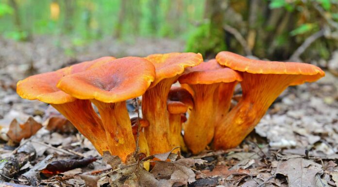 Funghi Jack-o'lantern