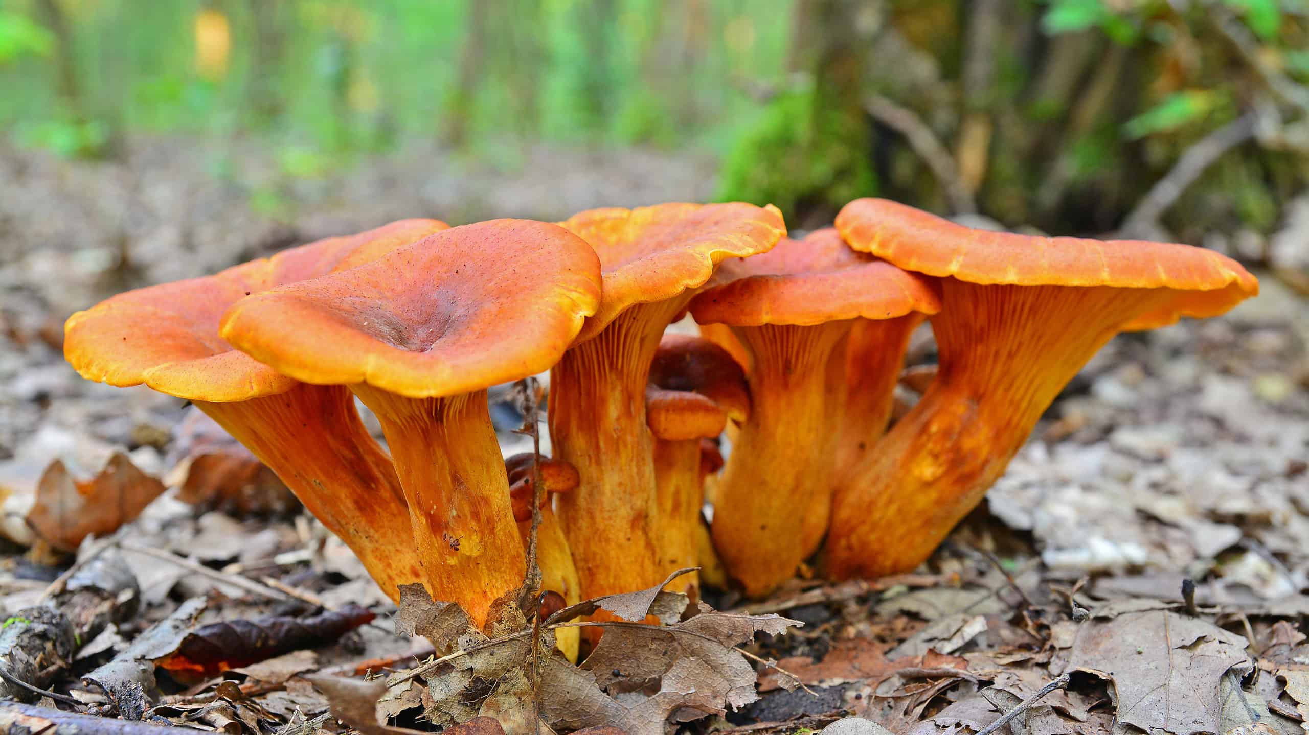 Funghi Jack-o'lantern