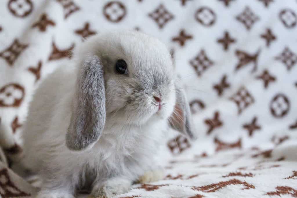 5 conigli più economici da tenere come animali domestici