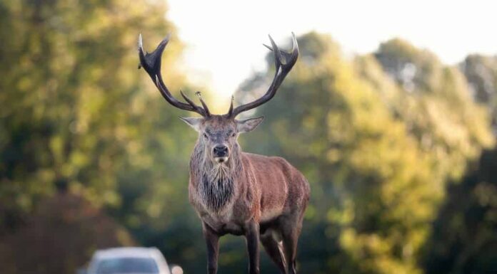 Primo piano di un cervo rosso che attraversa una strada, Regno Unito.