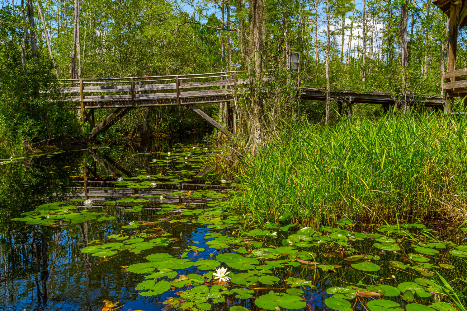 Percorso in legno attraverso i boschi dell'Okefenokee Swamp Park in Georgia.