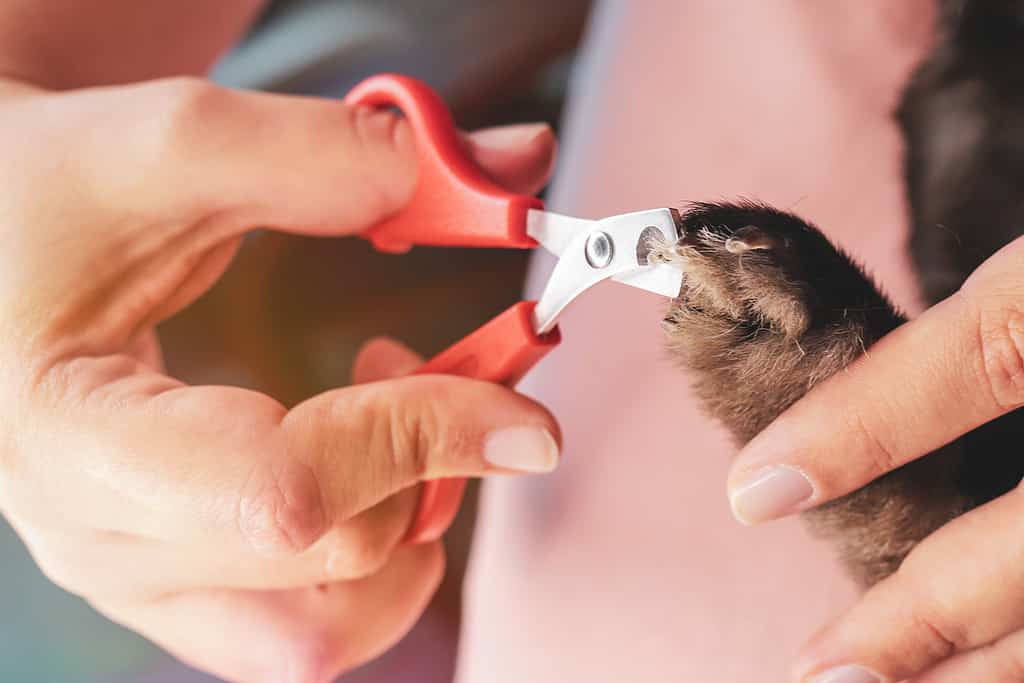 Allevatore di conigli che taglia le unghie del suo animale domestico.
