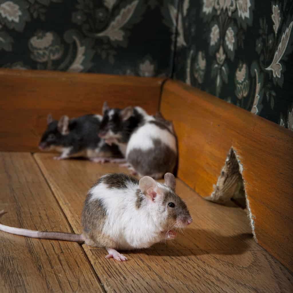 gruppo di topi che camminano in una lussuosa stanza in stile antico, possiamo vedere il suo buco sullo sfondo