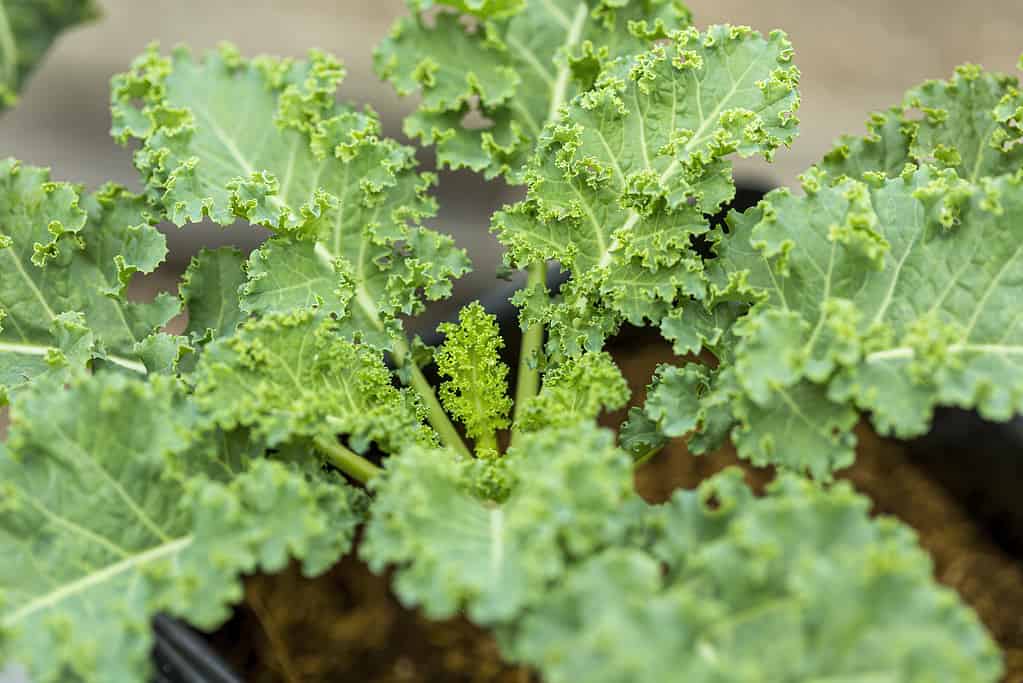 Cavolo riccio, primo piano del giardino con foglie giovani di cavolo riccio.