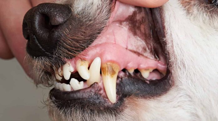 Cura dei denti del cane da vicino.  Macro della bocca aperta del cane