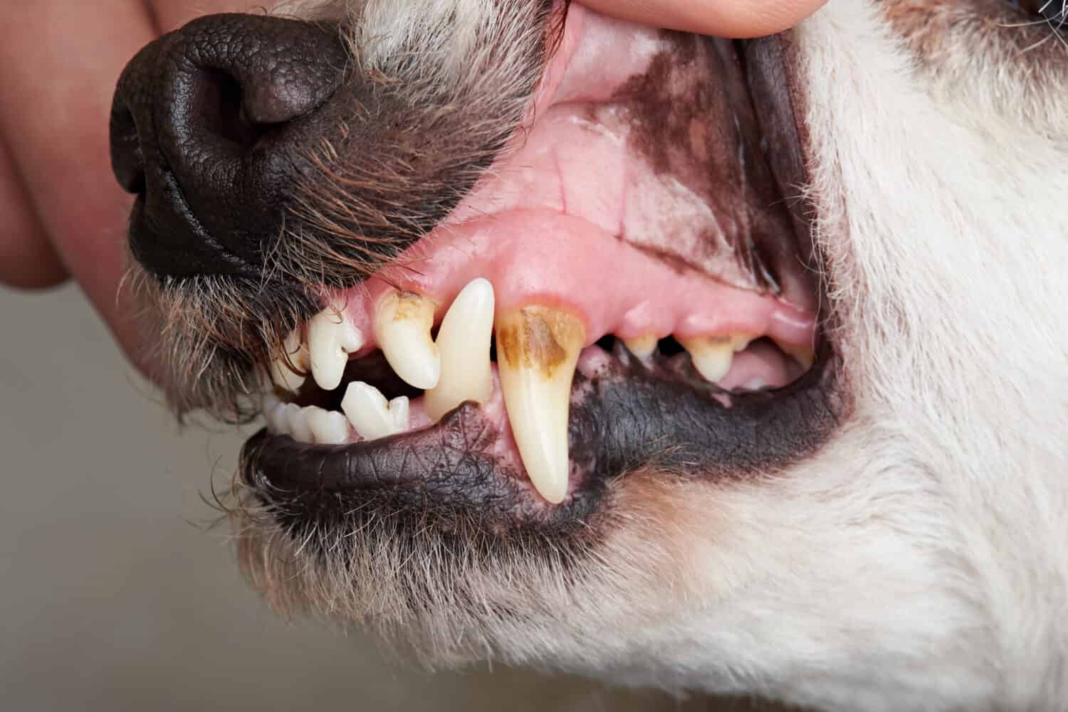 Cura dei denti del cane da vicino.  Macro della bocca aperta del cane