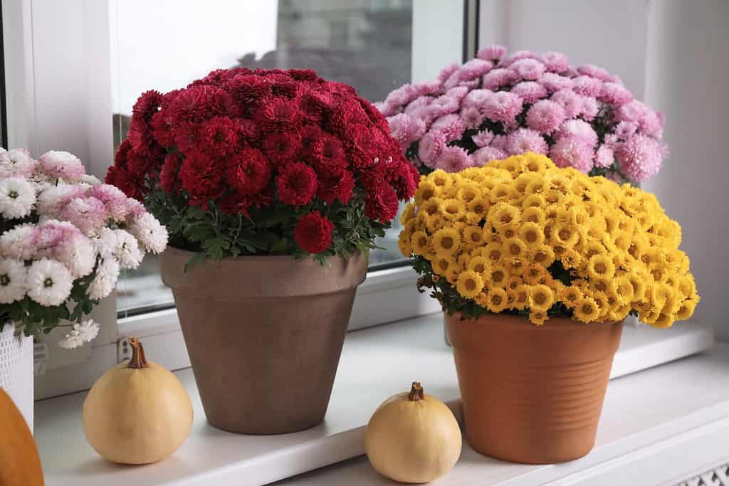 Bellissimi fiori di crisantemo in vaso e zucche sul davanzale della finestra all'interno