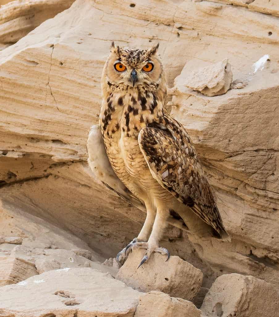 Gufo reale del faraone nel deserto di Dubai allo stato brado