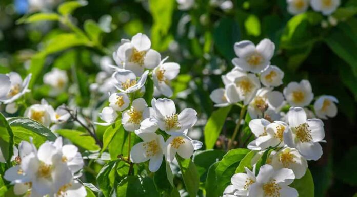 Filadelfo coronarius dolci fiori bianchi finti arancioni in fiore su rami di arbusti, pianta ornamentale selvatica di corniolo inglese fiorito, foglie verdi