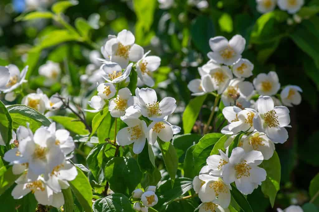 Filadelfo coronarius dolci fiori bianchi finti arancioni in fiore su rami di arbusti, pianta ornamentale selvatica di corniolo inglese fiorito, foglie verdi