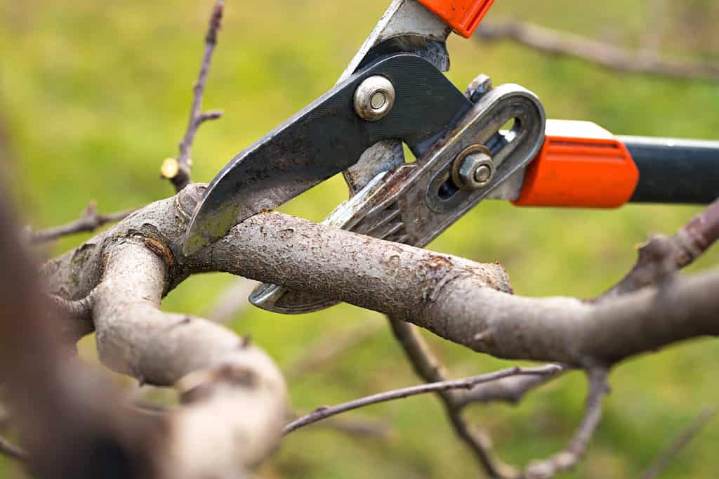 giardiniere che pota alberi da frutto con cesoie da potatura