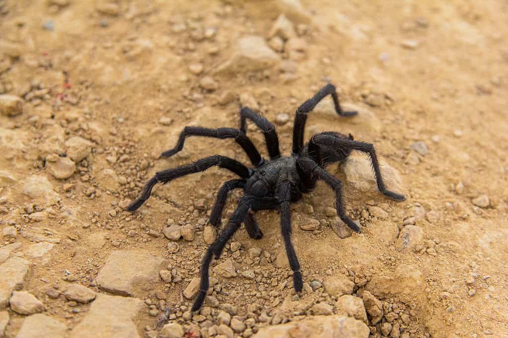 Tarantola nera a Topanga, California