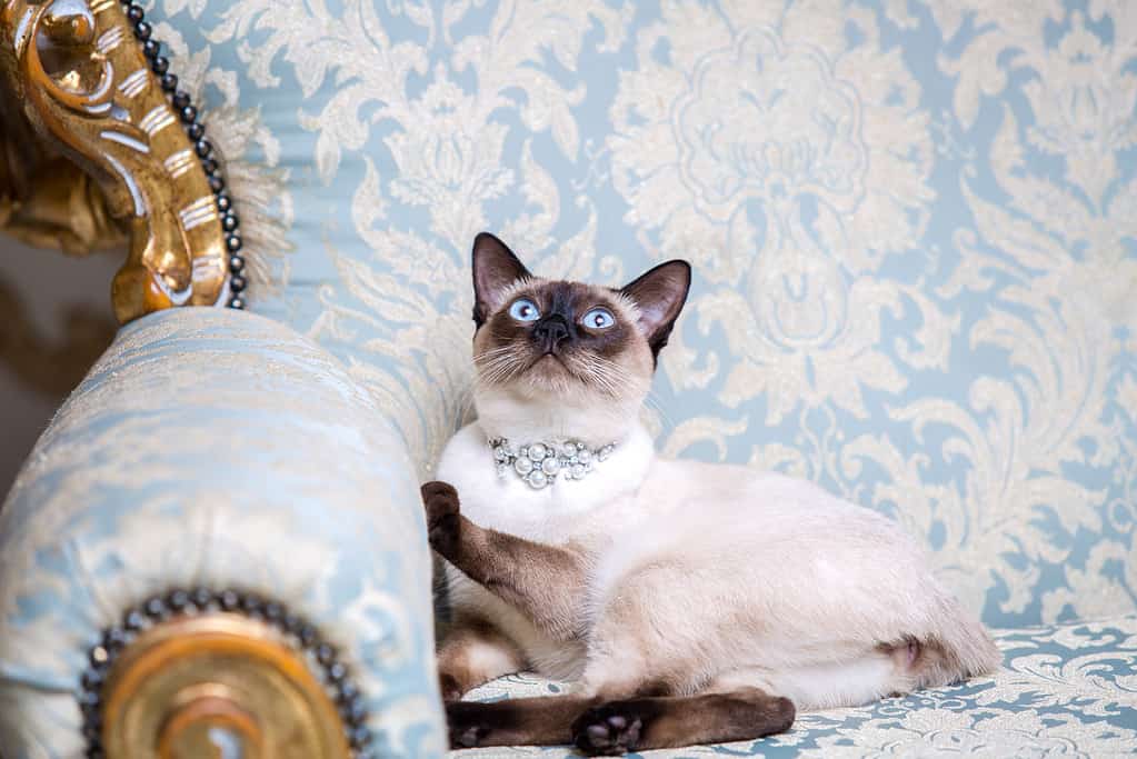un gatto bicolore senza coda della razza Mekong Bobtail con un gioiello e una preziosa collana di perle al collo siede su una sedia barocca retrò in un interno reale francese.  Il tema è lussuoso e ricco
