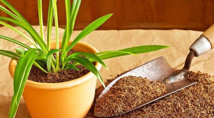 Substrato secco in fibra di cocco reso ecologico ed economico da mattoni di cocco, utilizzato come terriccio per coltivazioni o vasi, con cazzuola e pianta in vaso.