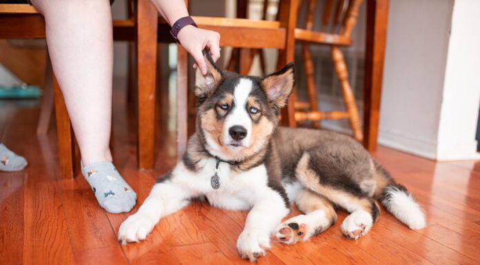 Cucciolo di Lab Husky seduto sul pavimento che si gratta l'orecchio