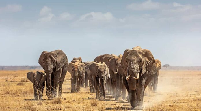 Grande branco di elefanti africani che camminano lungo un sentiero nel letto asciutto del lago del Parco Nazionale dell'Amboseli