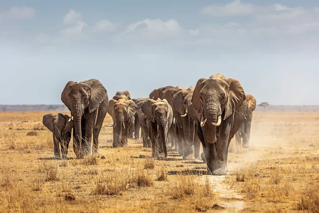 Grande branco di elefanti africani che camminano lungo un sentiero nel letto asciutto del lago del Parco Nazionale dell'Amboseli