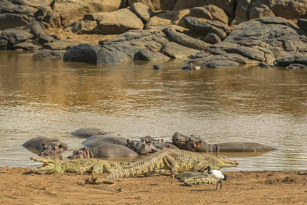 Coccodrilli con ippopotami su una riva del fiume Mara, Kenya.