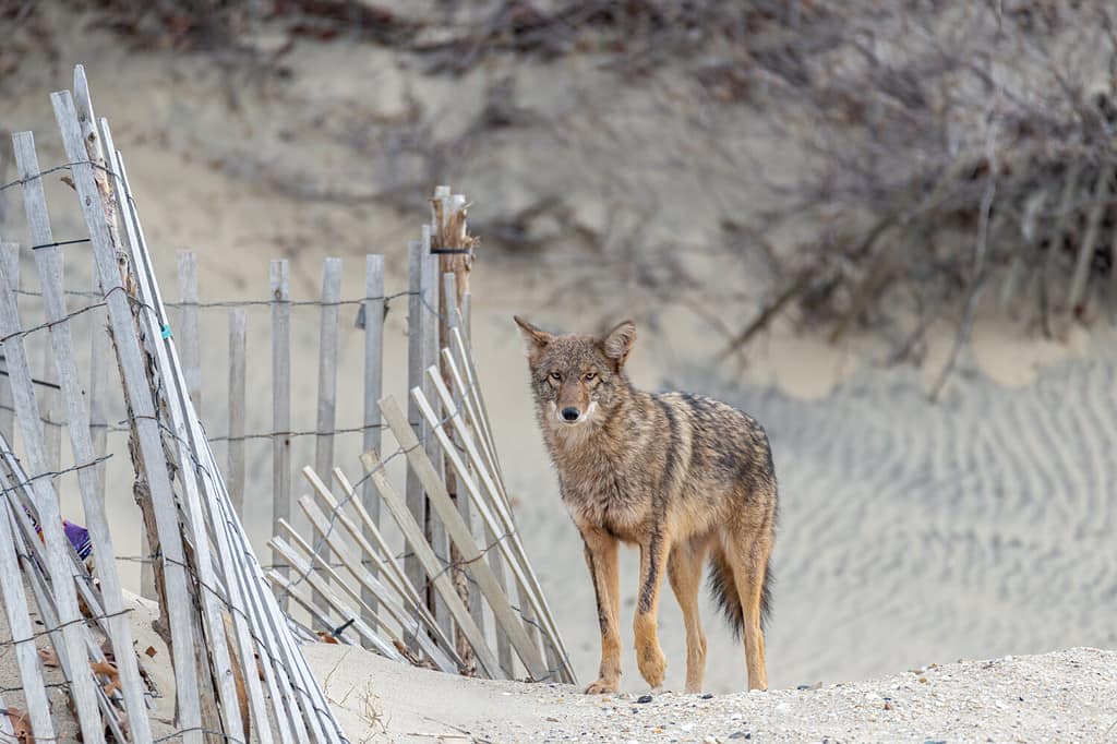 Un coyote orientale sulla spiaggia.