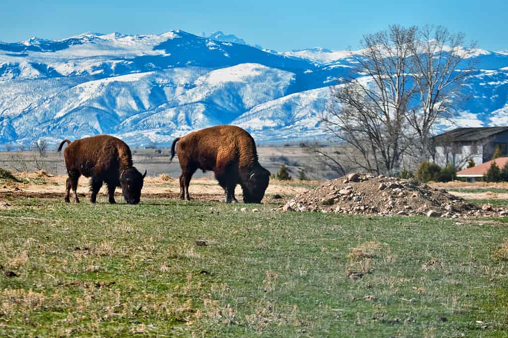 Due bisonti a Sheridan Wyoming