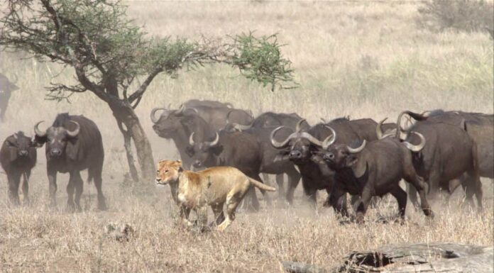 mandria di bufali contro leone