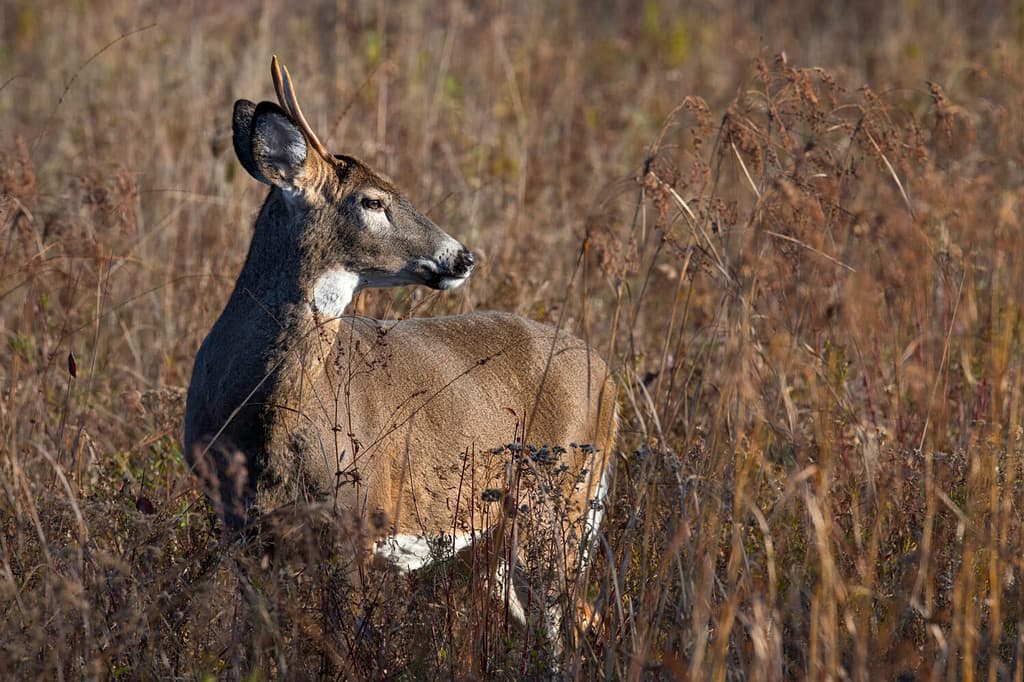 Buck di cervo dalla coda bianca con corno di punta in un campo.