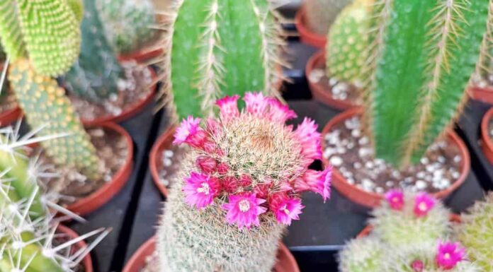 La parola cactus è una parola latina derivata dalla parola greca antica kaktos. 