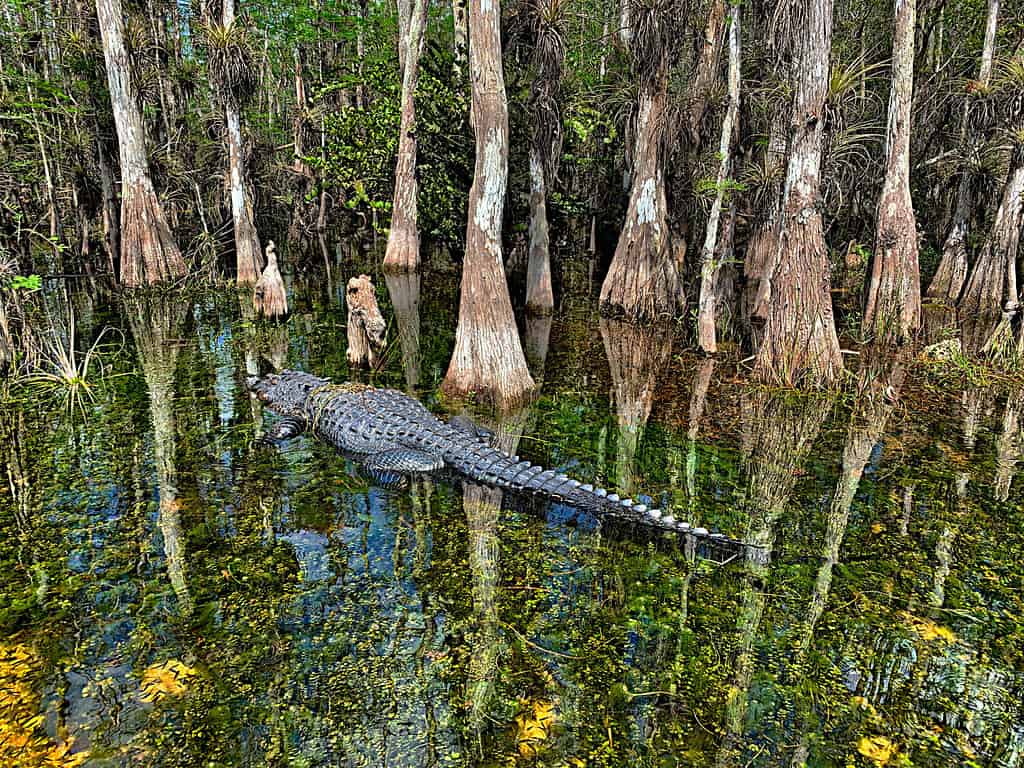 Grande alligatore sulle limpide acque della palude di Big Cypress, Florida