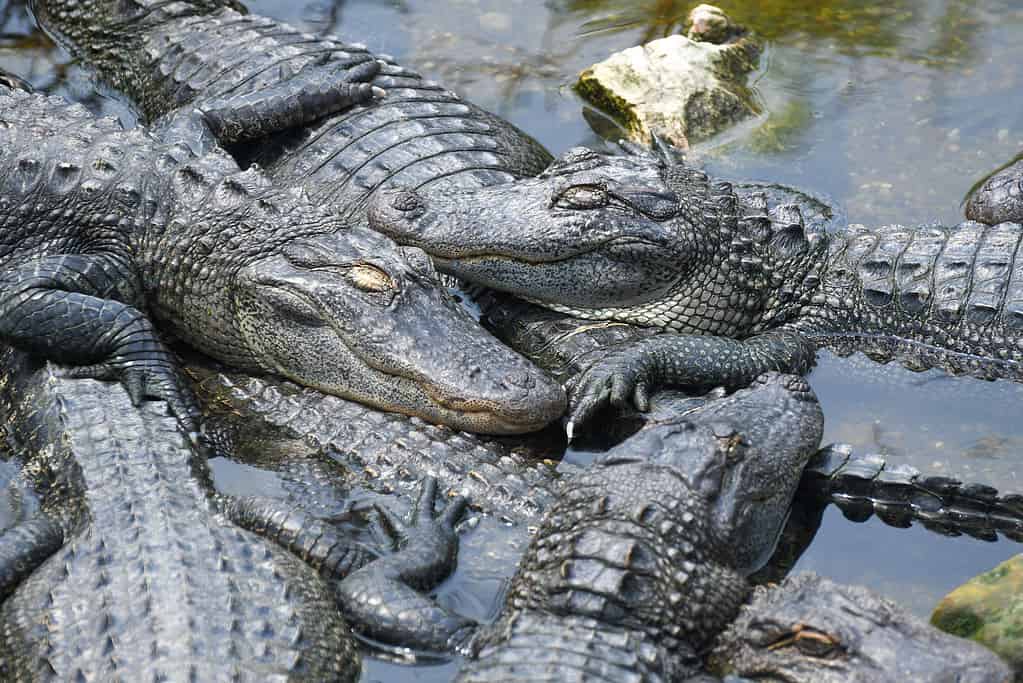 Il lago Martin ospita una popolazione di alligatori più numerosa di qualsiasi altro lago della Louisiana.