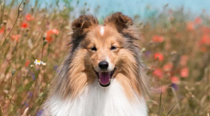 Carino cane pastore delle Shetland bianco zibellino nella calda giornata estiva soleggiata all'esterno con fiori di prato