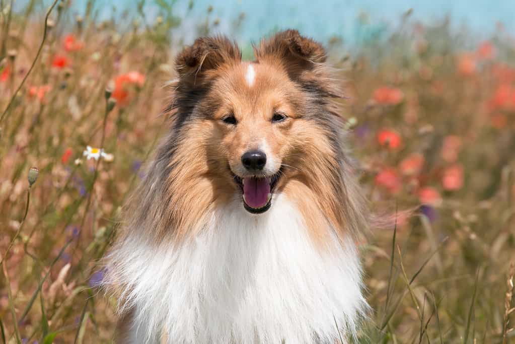 Carino cane pastore delle Shetland bianco zibellino nella calda giornata estiva soleggiata all'esterno con fiori di prato