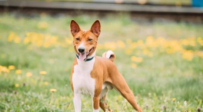 le migliori razze di cani - basenji