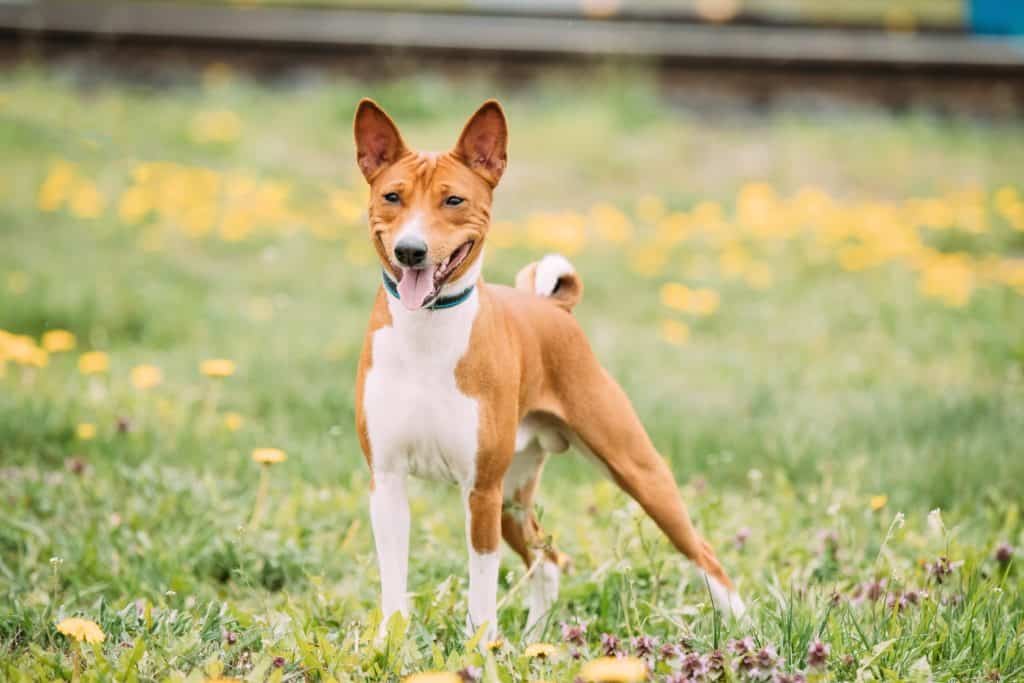 le migliori razze di cani - basenji