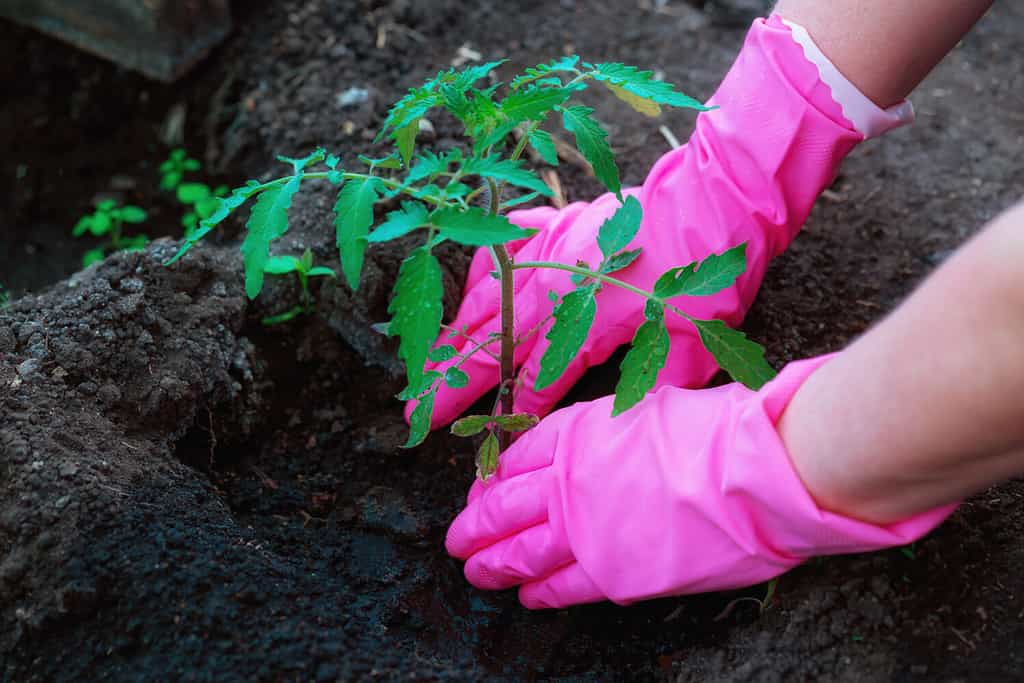 Piantare piantine di pomodoro nel terreno all'inizio della primavera.  Le mani di un bracciante agricolo in guanti rosa piantano un cespuglio di pomodoro nel terreno.  Il concetto di sviluppo agricolo.  Messa a fuoco selettiva