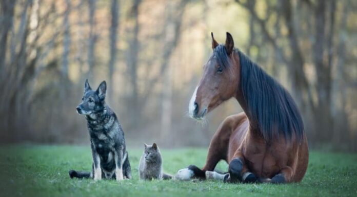 Gatto, cane e cavallo
