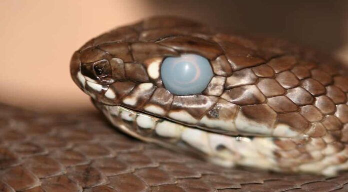 serpente con l'occhio torbido sul punto di cambiare pelle